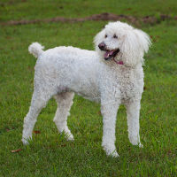 White Poodle standing on the grass