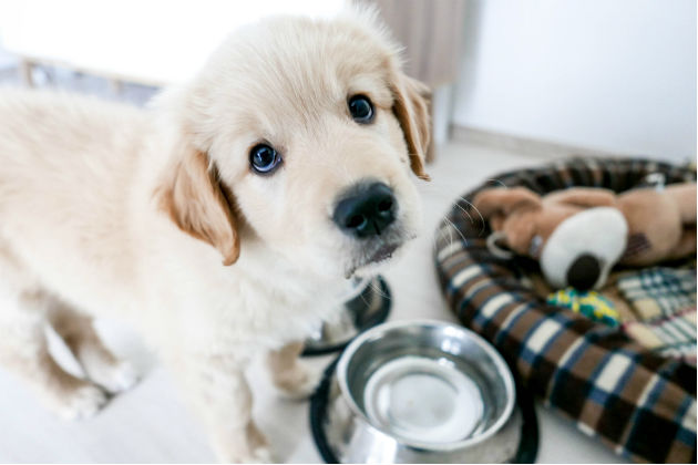 Dog sitting by their food bowl