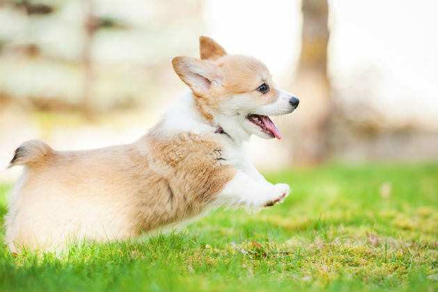 Dog playing in a field