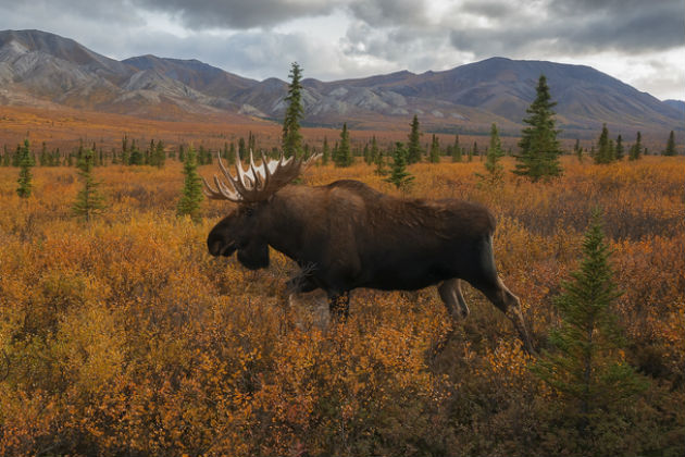 An Alaskan bull moose
