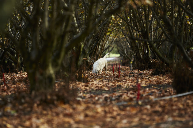 Hunting for truffles in Manjimup