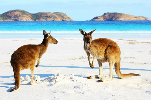 Kangaroos on Lucky Bay