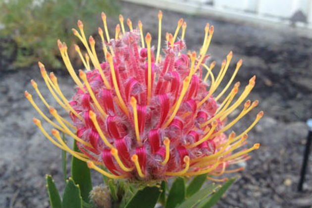 A pink wildflower