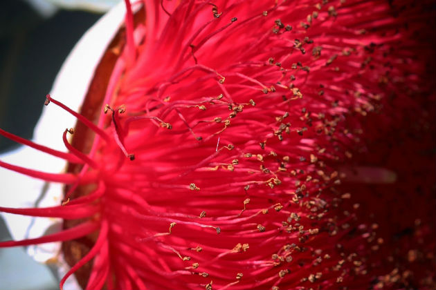 A red flower