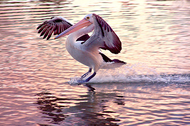 Pelican on water