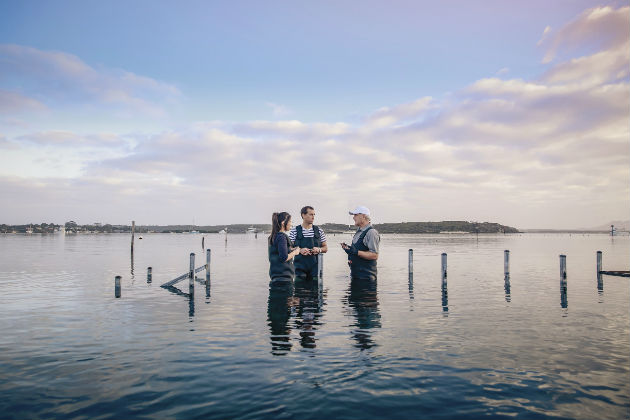 Wading in the water for oysters