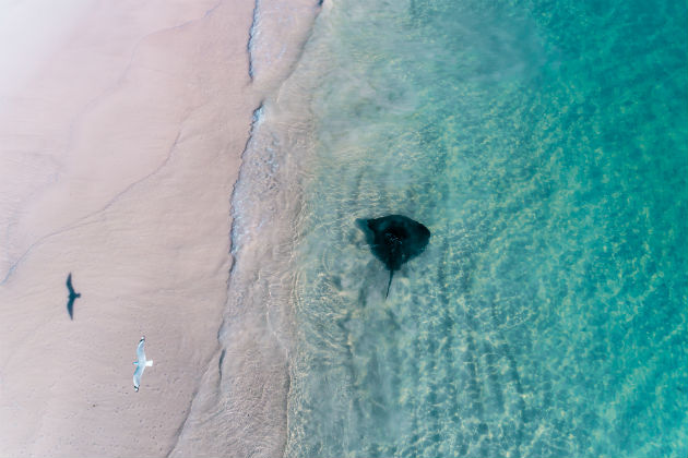 Seagull and sting ray in the ocean near Cervantes