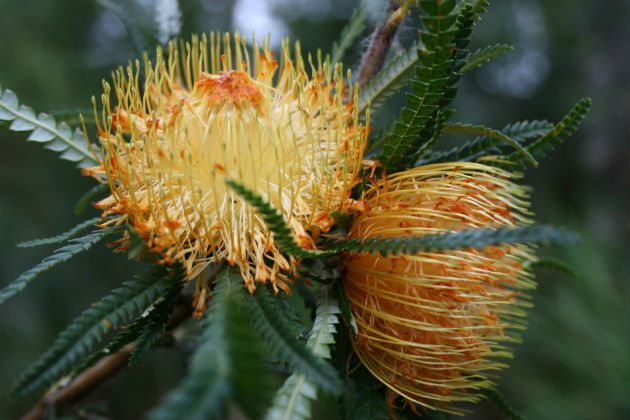 Dryandra formosa