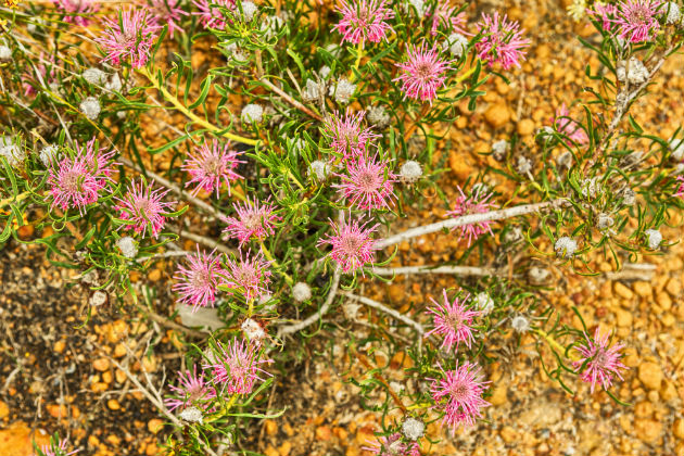 Wildflowers in Leseur National Park
