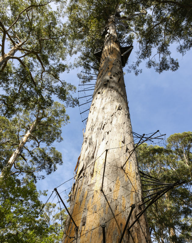 The Gloucester Tree