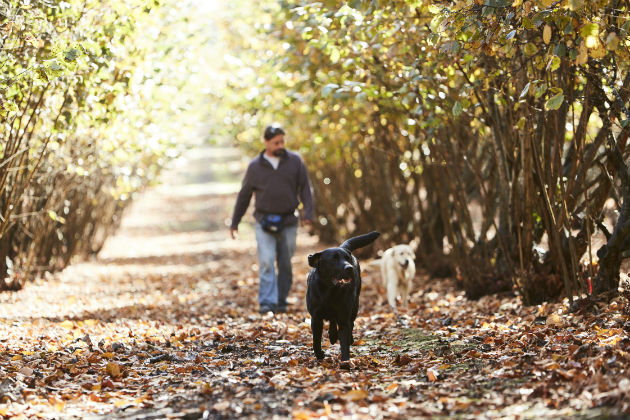  Hunting for truffles in Manjimup