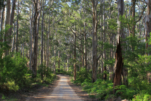 Forest in Margaret River