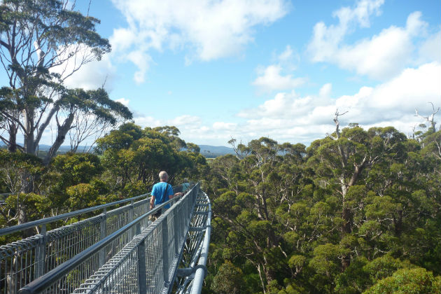 Walking with Giants treetop walk