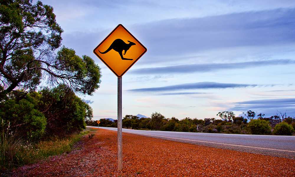 Kangaroo signpost