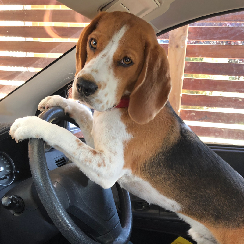 Dog in the drivers seat