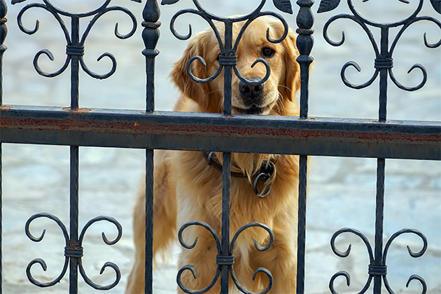 Image of dog behind fence