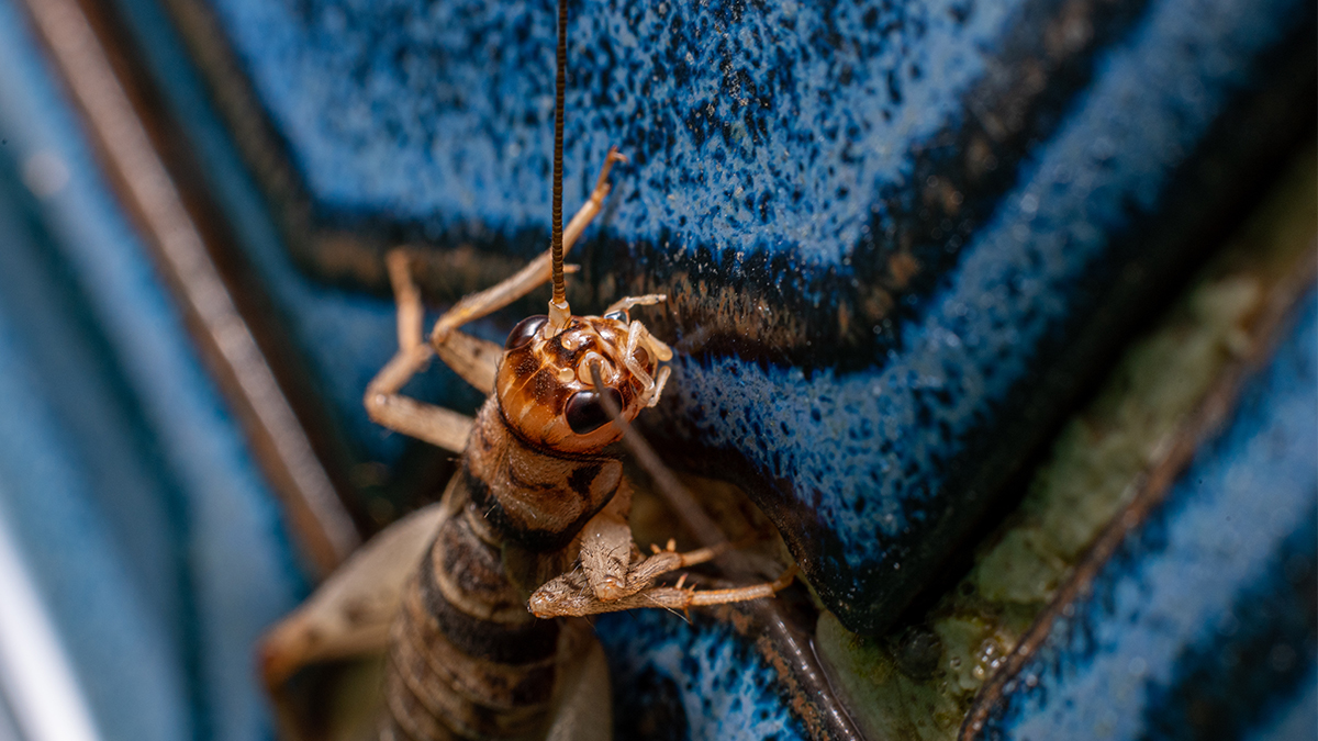 How to get rid of crickets around your house and garden | RAC WA