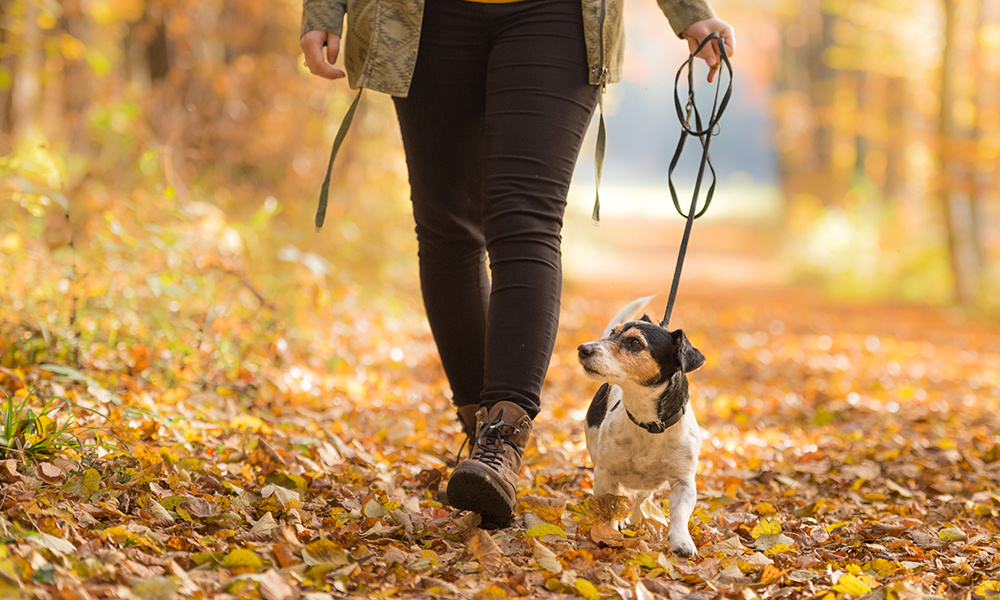 10 of WA's best dog-friendly walking trails | RAC WA