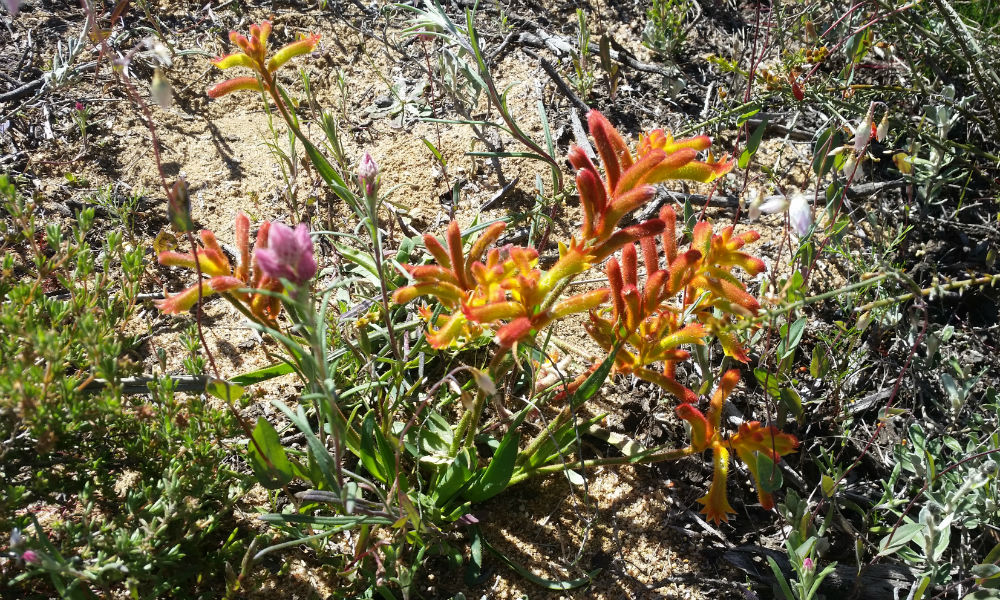 Wildflower drives in WA | RAC WA