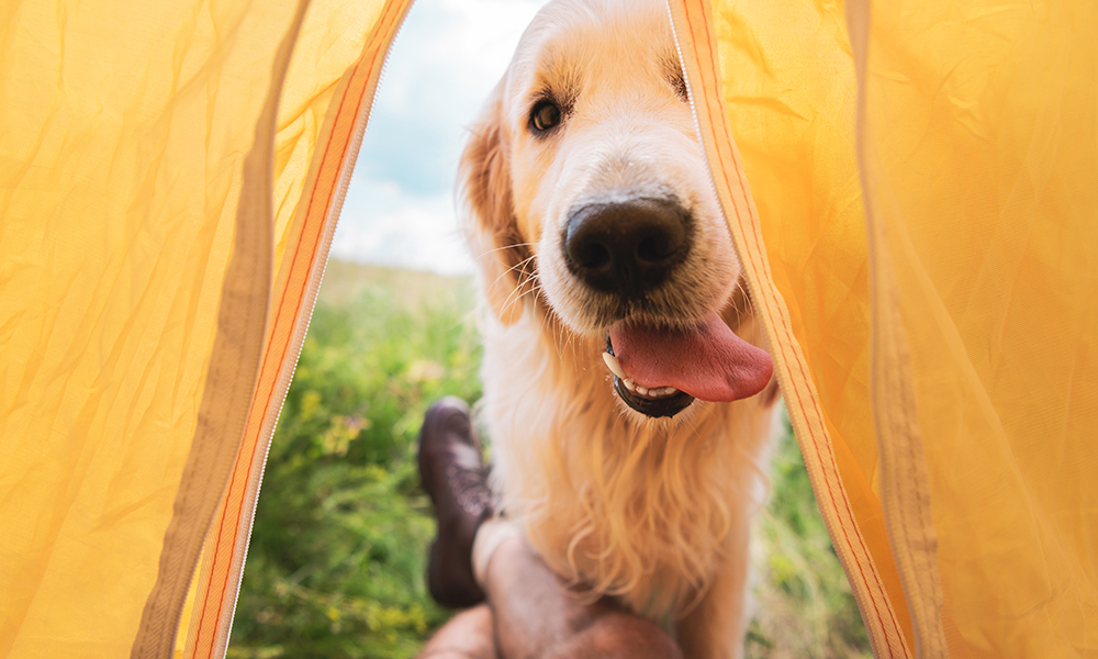 Campsites that hot sale allow dogs