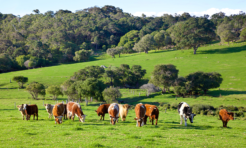 13 of the best familyfriendly farm stays in WA RAC WA