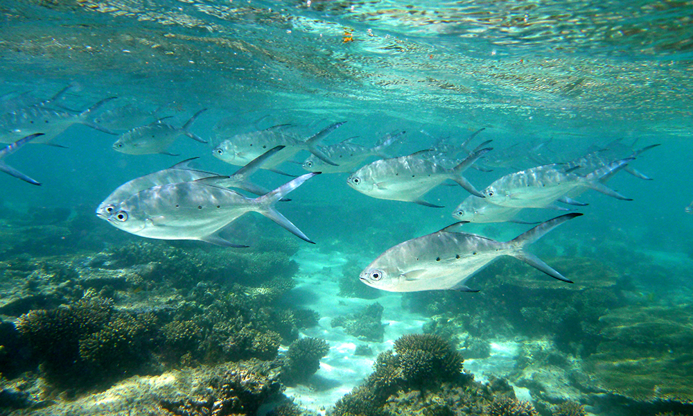 5 of the best snorkelling spots around Exmouth RAC WA