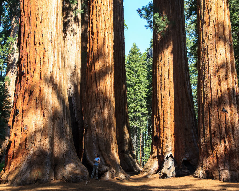 Redwood forrest