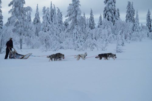 Dogs dragging a sleigh through a snowy winter landscape