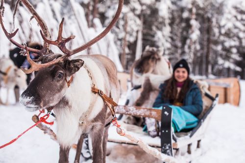 A reindeer dragging a big sleigh with a person in it 