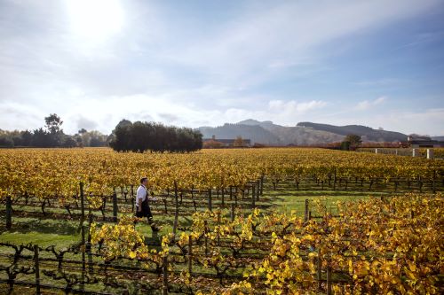 Lookout at the autumn coloured vines at Craggy Range in Hawkes Bay