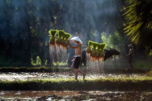 Vietnamese farmer working in the lush rice fields 