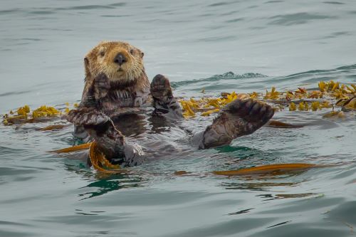 An otter floating on it's back in water with seaweed around it 