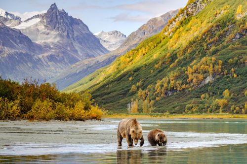 Bears standing in a lake with Alaskan mountains in the background 