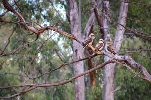 Three Kookaburras sitting on a branch in the bush