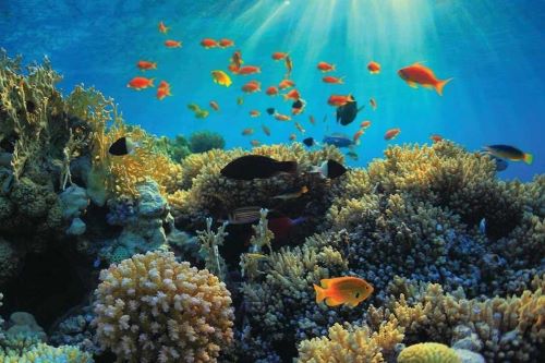A vibrant underwater scene filled with colourful coral and tropical fish swimming in clear blue water, illuminated by sunlight filtering from above.