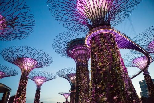 Gardens by the Bay in Singapore which are unique vertical gardens resembling towering trees, with large canopies & colourful lights at night.