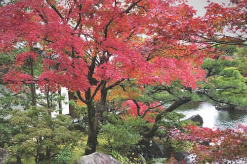 A lush park with autumn-coloured trees by a stream of water. 