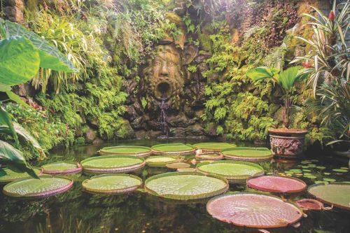 Huge waterlilies in a pond surrounded by lush greenery with a fountain emerging from a wall sculpted into the shape of a face. 