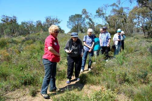 A small group of travellers bushwalking and looking at wildflowers