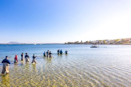 Some travellers walking through knee high water on the way to Coffin Bay Oyster Experience