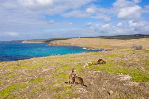 Three kangaroos sitting on the lawn enjoying the sunshine at Windmill Bay with the ocean in the backgorund