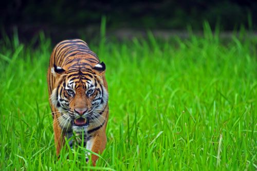 A Sumatran tiger walking through high green grass towards the camera with eyes focus on the camera and mouth a bit open just showing the sharp teeth and tongue