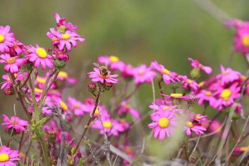 Close up of pink wildflowes