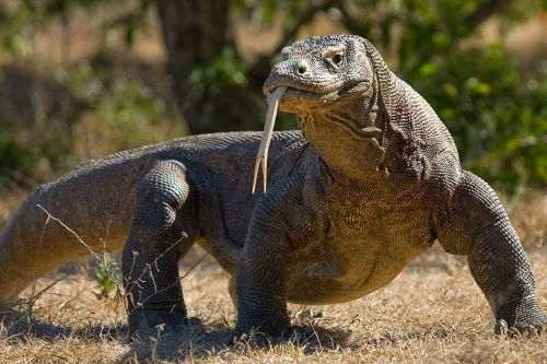 A close up shot of a big Komodo Dragon walking on the ground while looking in the camera and stretching out a long tongue