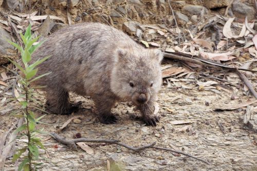 A Wombat walking on the ground between brown leaves, sticks and plants