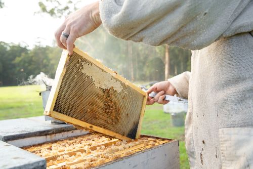 A beekeeper holding abrood frame and checking on the hive 