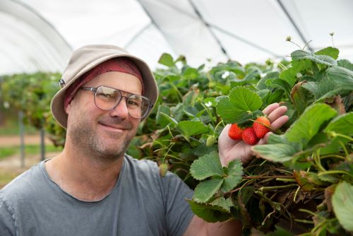 A farmer is smiling in the camera while showing off some ripe red strawberries growing on a bush inside his grow house