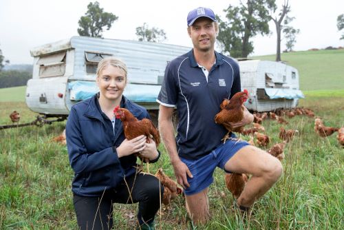 A couple of farm workers sitting on the lawn holding each a chicken in front of some trailers in the background that are surrounded by more chicken