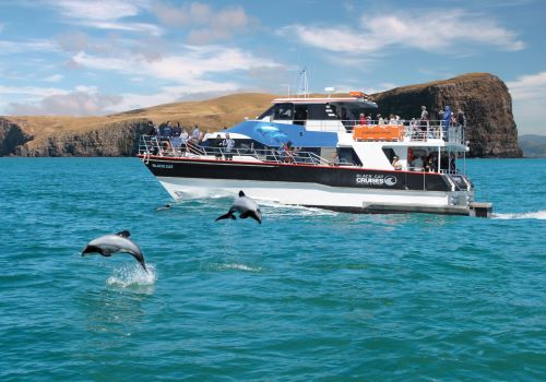 Dolphins are jumping out if the water in front of a nature cruise boat with people aboard