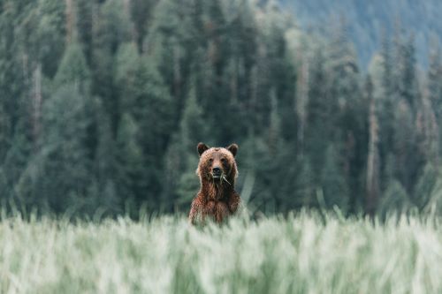 Bear Sitting On Land In Forest 